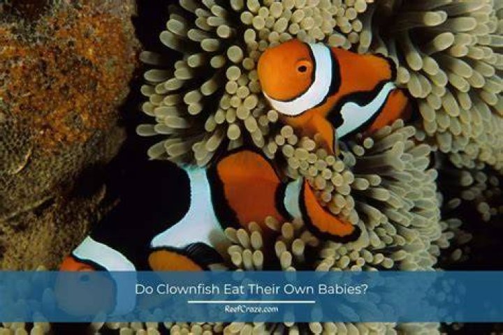 Do clownfish eat their own babies?