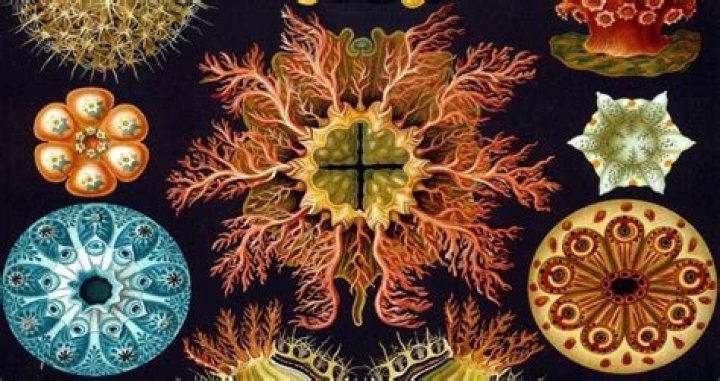 Ernst Haeckel Ernst Haeckel
