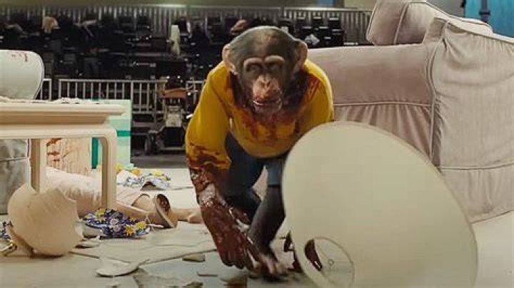 Gordy the chimp in 'Nope'