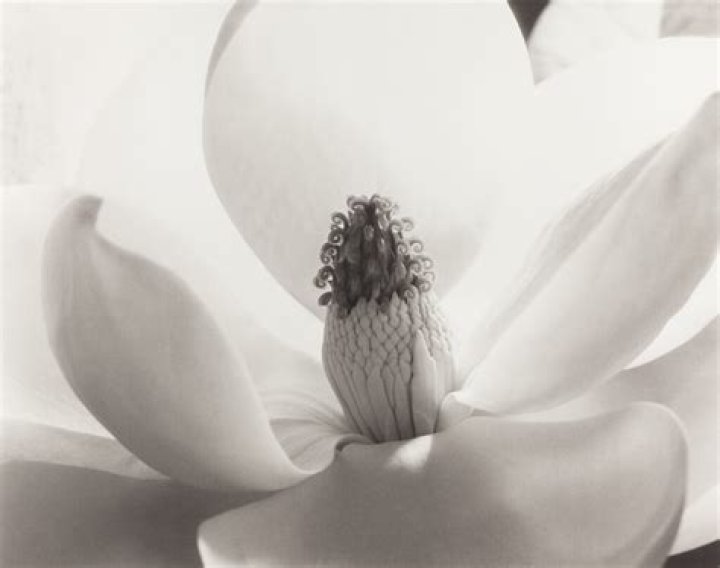 Imogen Cunningham Imogen Cunningham