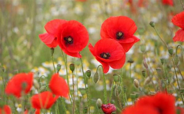 That Poppy That Poppy